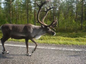 Prvé soby cestou na Nordkapp