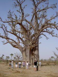 Baobab