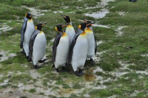 Tučniaky na Falklande