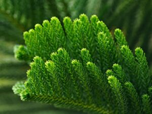 Vetvička borovice na ostrove Norfolk