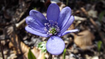 Memoriál OTC SARA (SSB) 2012