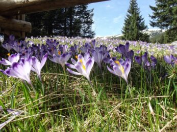 Veľkonočný závod 2003