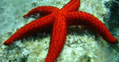 Morská hviezdica