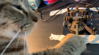 Dokáže mačka vysielať morzeovku?