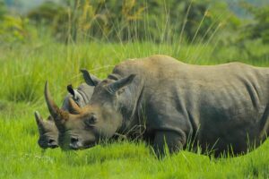 Nosorožec v Ugande