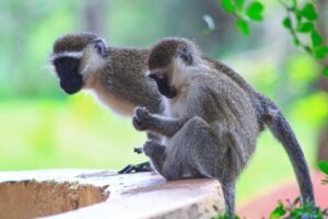 V Ugande sú opice vidieť bežne