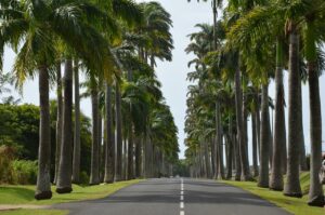Cesta na Guadeloupe lemovaná palmami