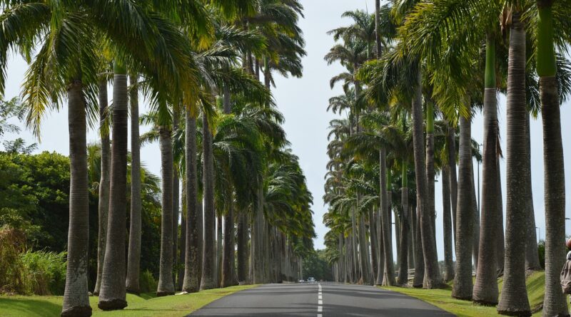 Cesta na Guadeloupe lemovaná palmami