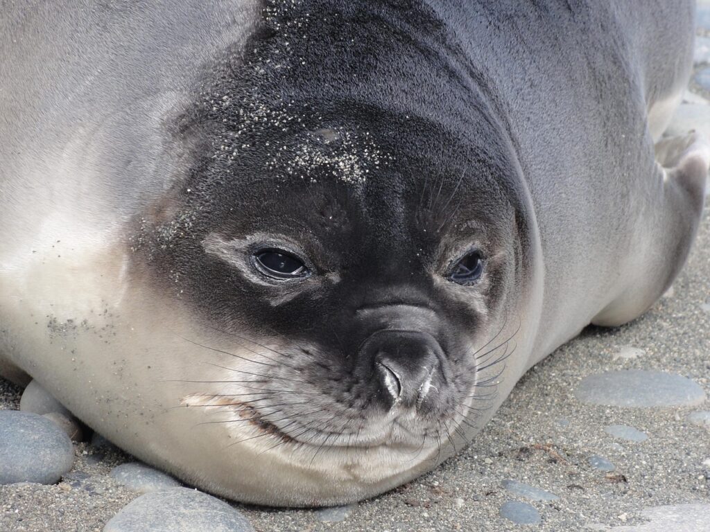 Tuleň