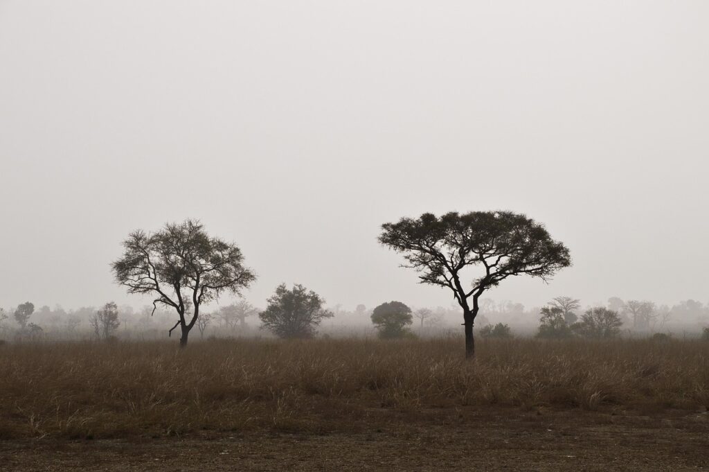 Africká savana