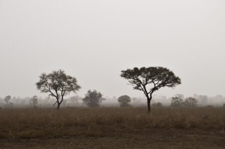 Africká savana