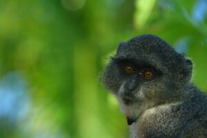 Exotiku na Zanzibare predstavujú aj opice