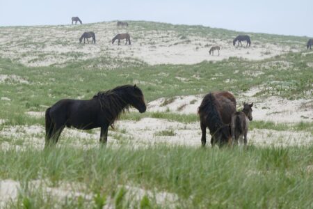 Žrebec a kobyly na ostrove Sable, cieli expedície CY0S